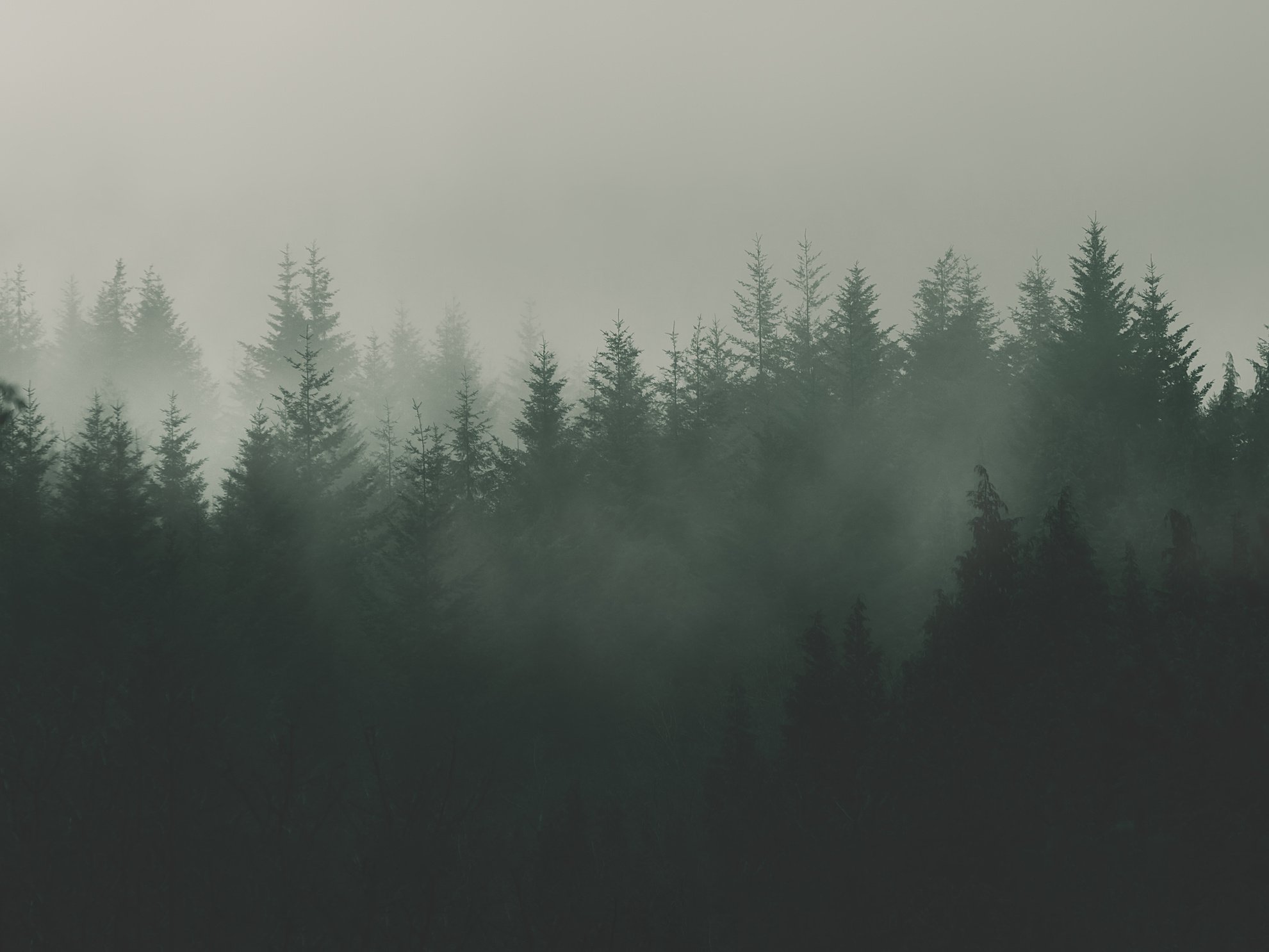 nature background with moody vintage forest